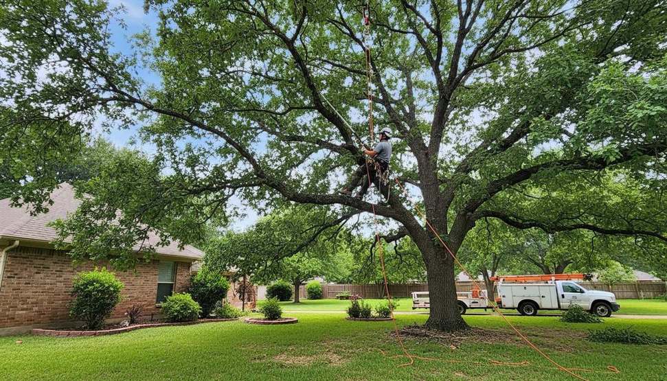 Professional tree limbing work near residential house